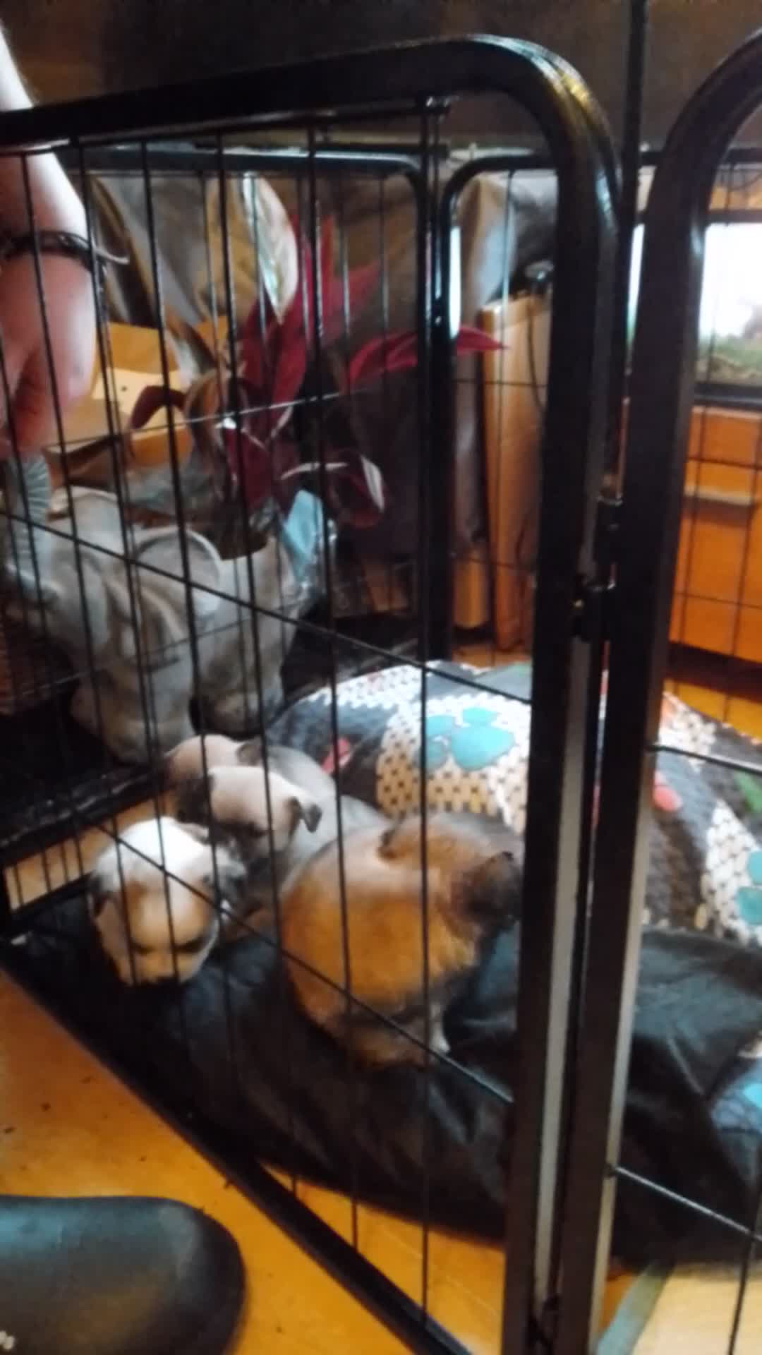 Chihuahua dogs for sale:  Chihuahua puppies can be seen with mum and dad  - Video 2