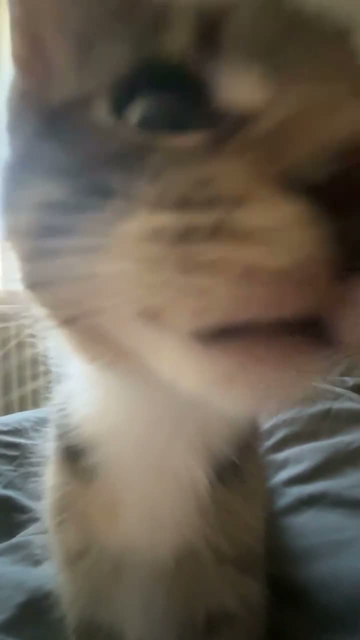 Mixed Breed cats for sale: Beautiful little kitten  - Video 1