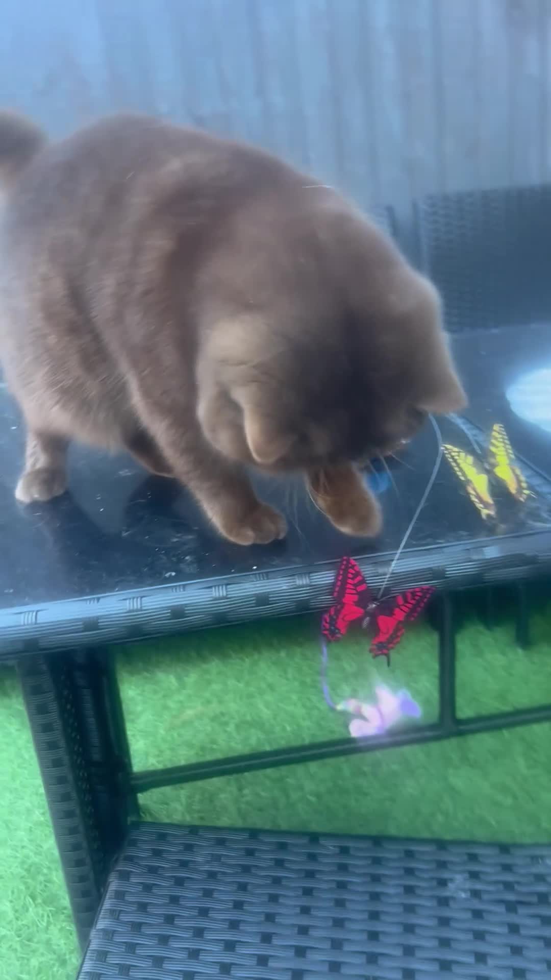 British Shorthair cats for sale:  Chocolate British Shorthair Made- GCCF Active - Video 1