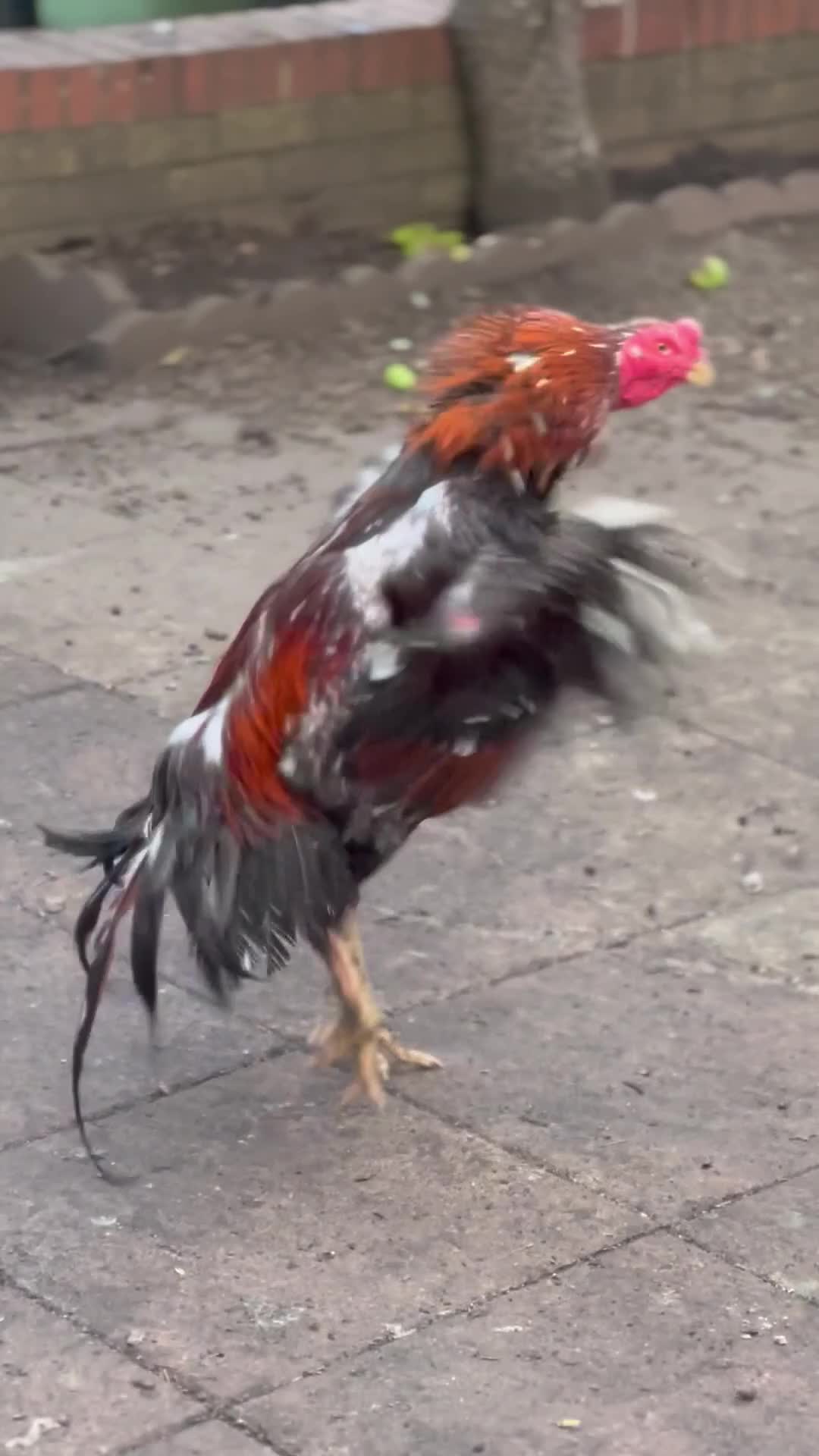 Chickens poultry for sale: Rampuri x Sindhi Aseel  - Video 1