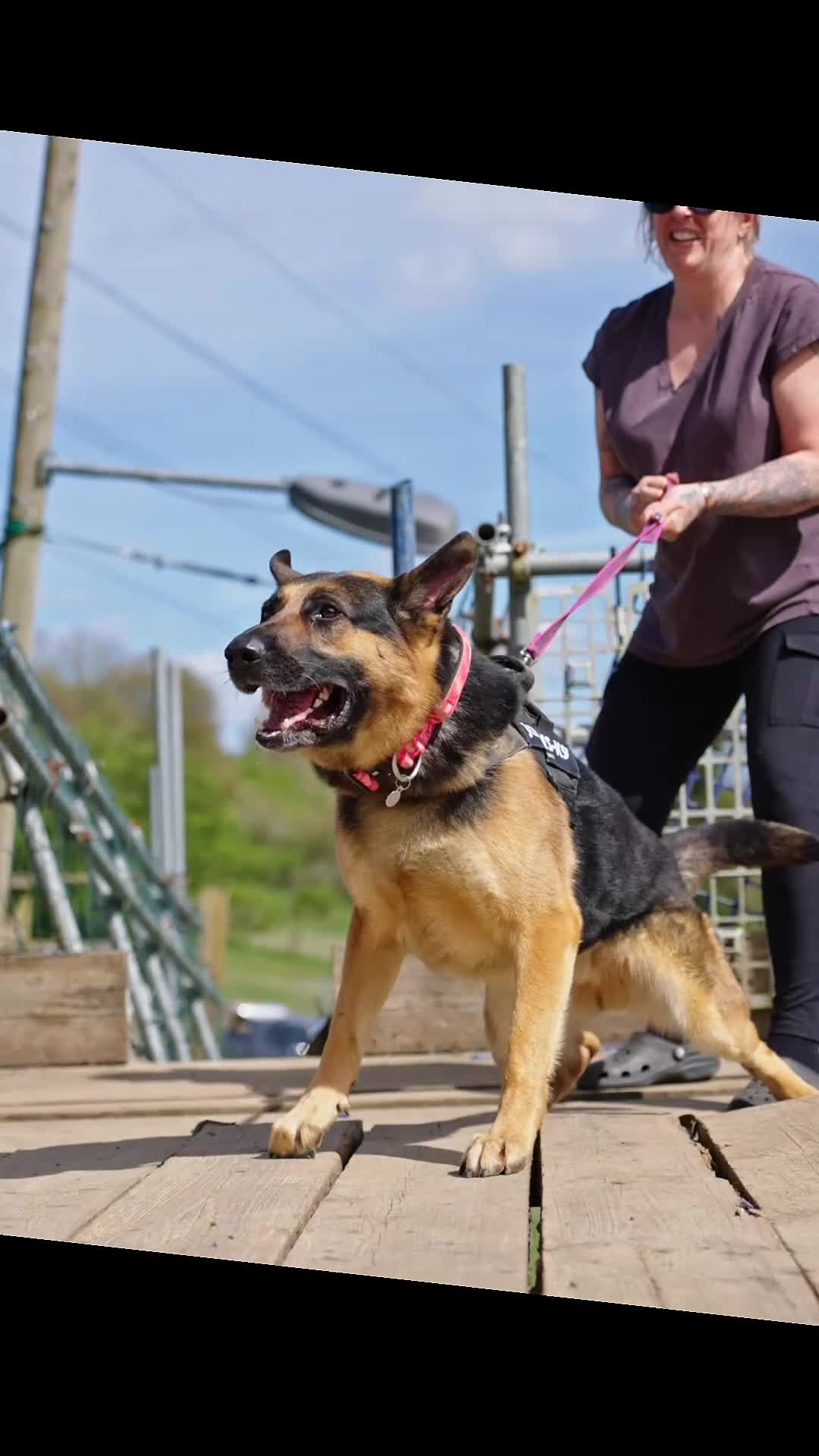 German Shepherd dogs for sale: Blu - German Shepherd (possible NASDU project) - Video 1