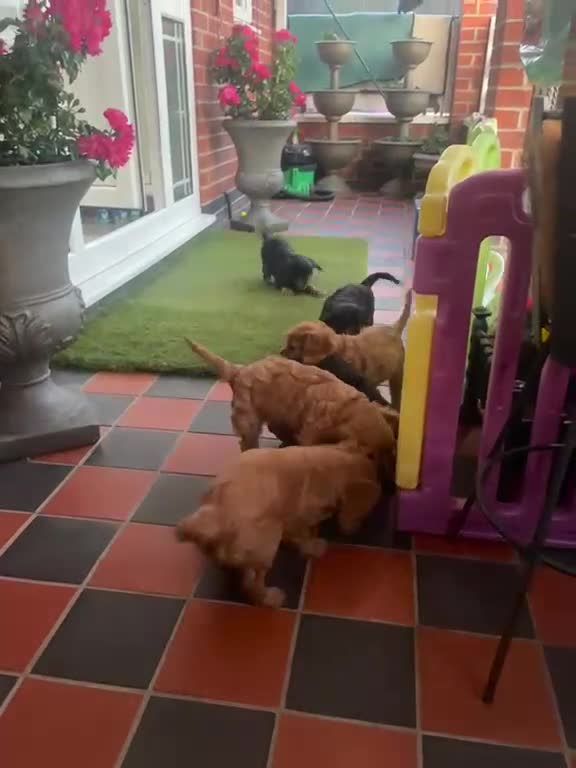 Cavalier King Charles Spaniel dogs for sale: Beautiful Cavalier King Charles Spaniel Puppies in Coventry - Video 1