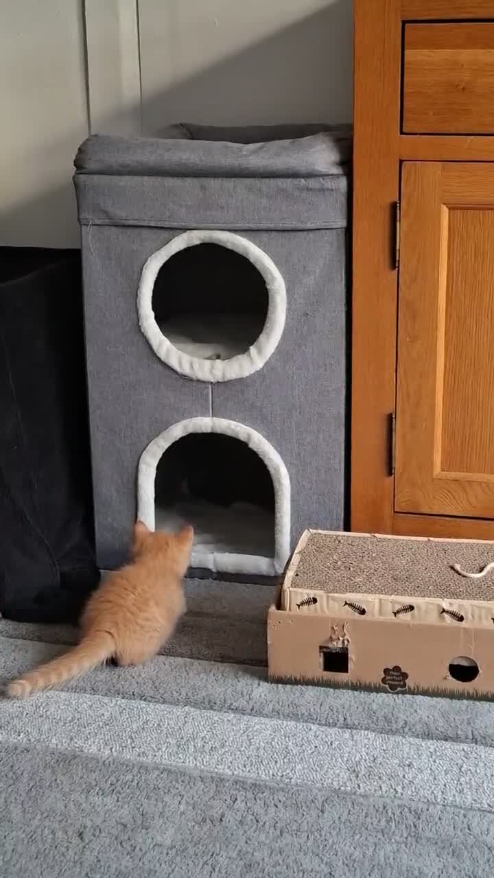 Mixed Breed cats for sale: Rare Ginger Female  in Bracknell - Video 1