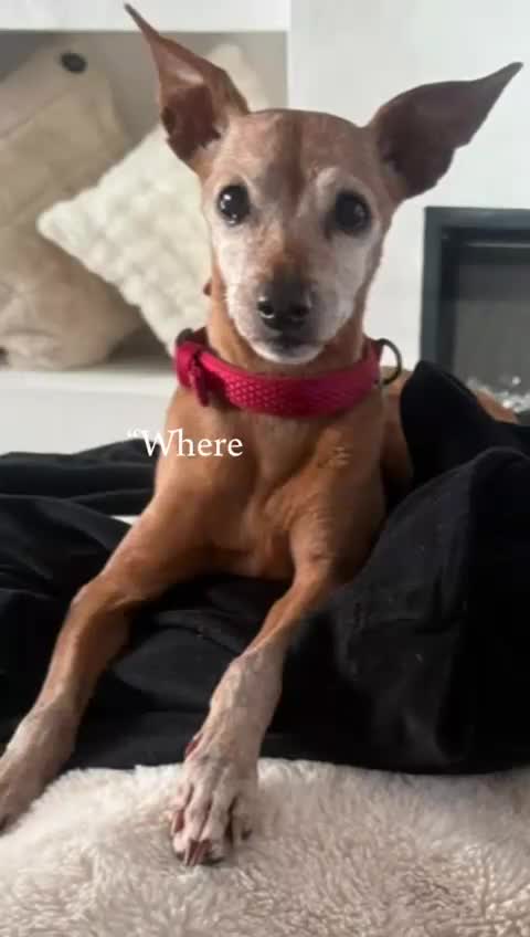 Miniature Pinscher dogs for adoption: Our little pensioner is searching for a family  - Video 1