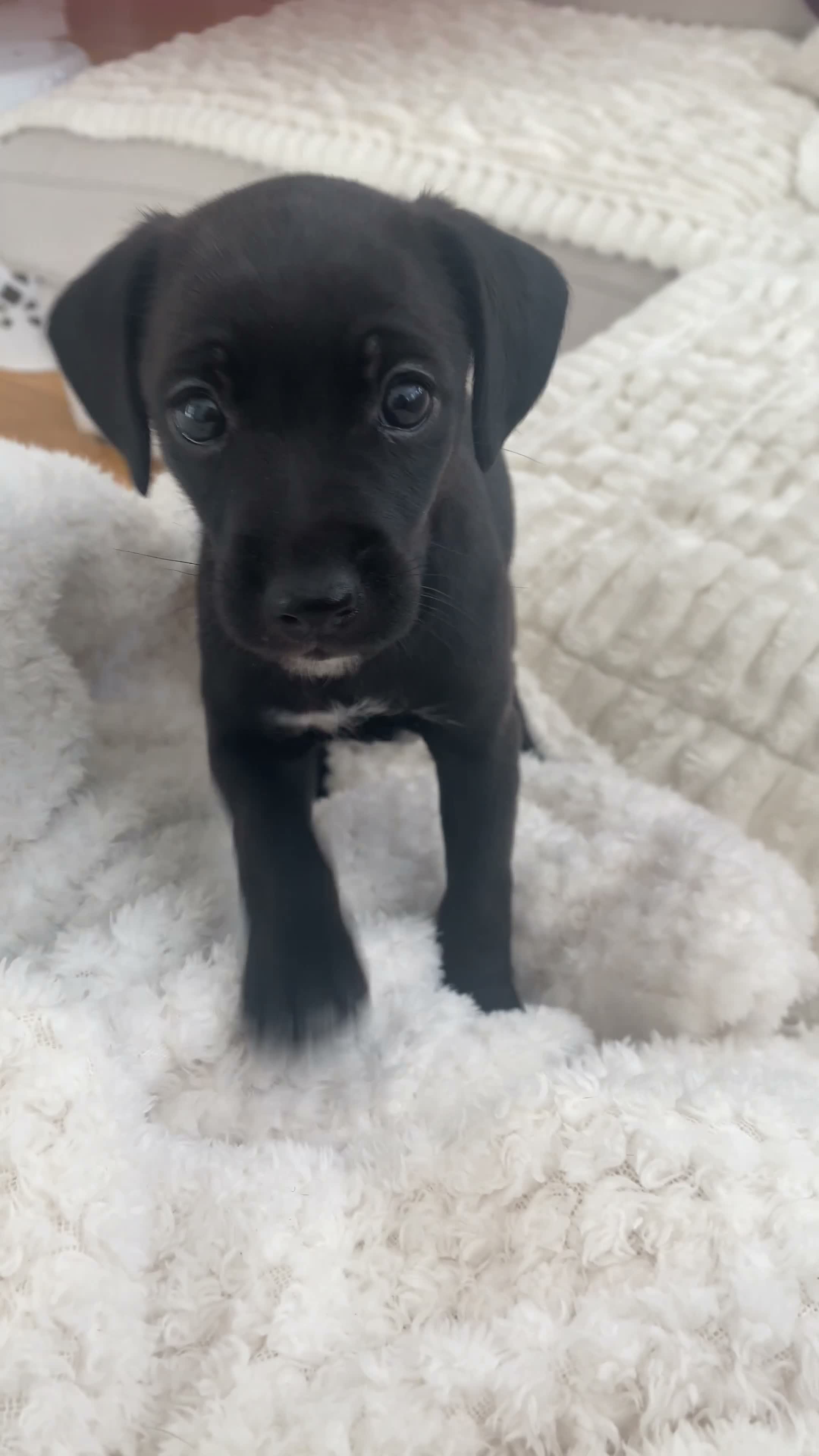 Mixed Breed dogs for sale: Beautiful Cocker Spaniel × Italian Greyhound Girl - Video 1