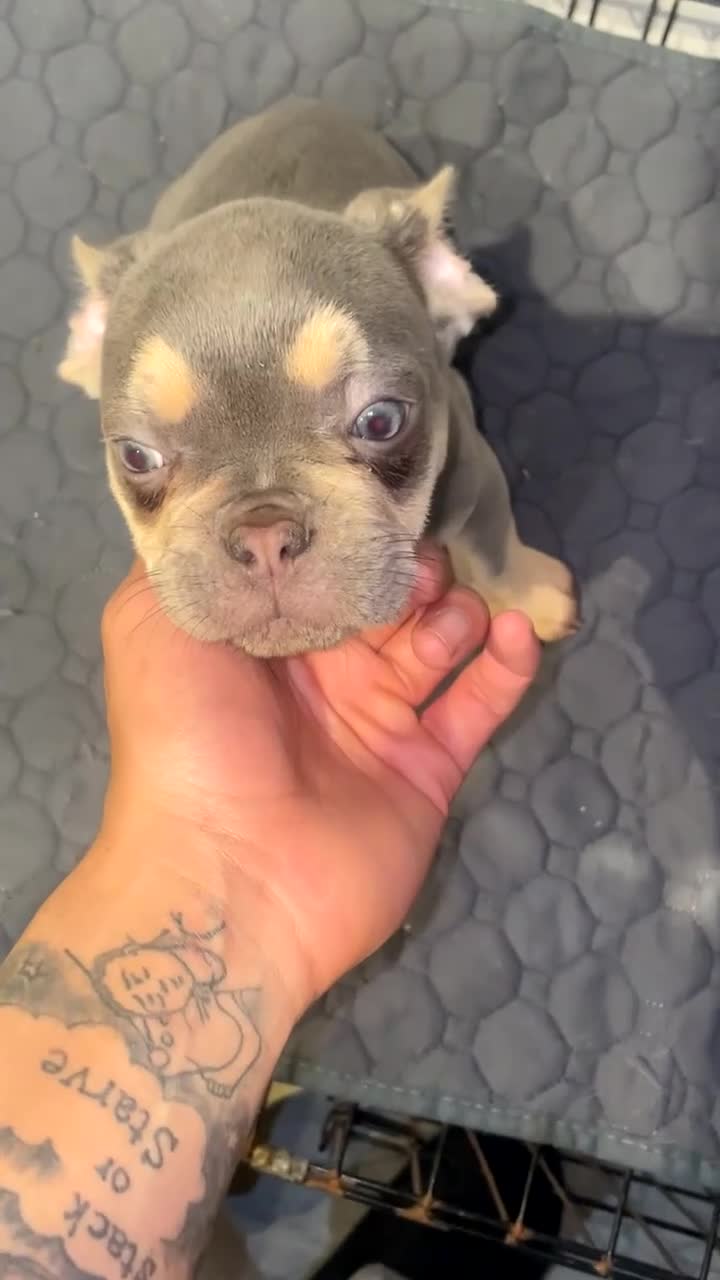 French Bulldog dogs for sale: The triplet boys  - Video 2