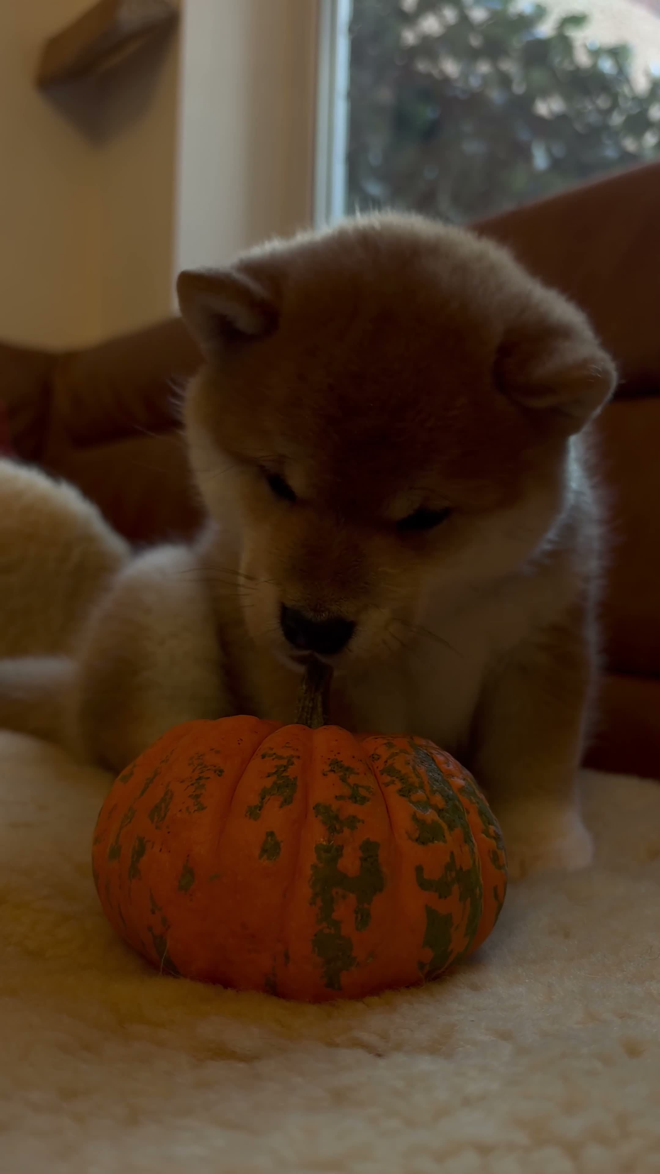 Japanese Shiba Inu dogs for sale: Kennel club registered Shiba Inu puppies  - Video 1