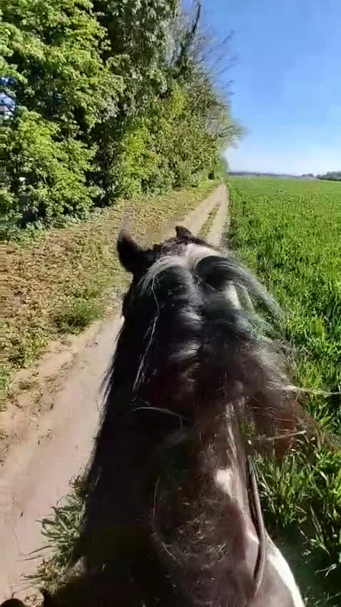 Irish Cob horses for sale: Beautiful coblet mare in Ramsgate - Video 1