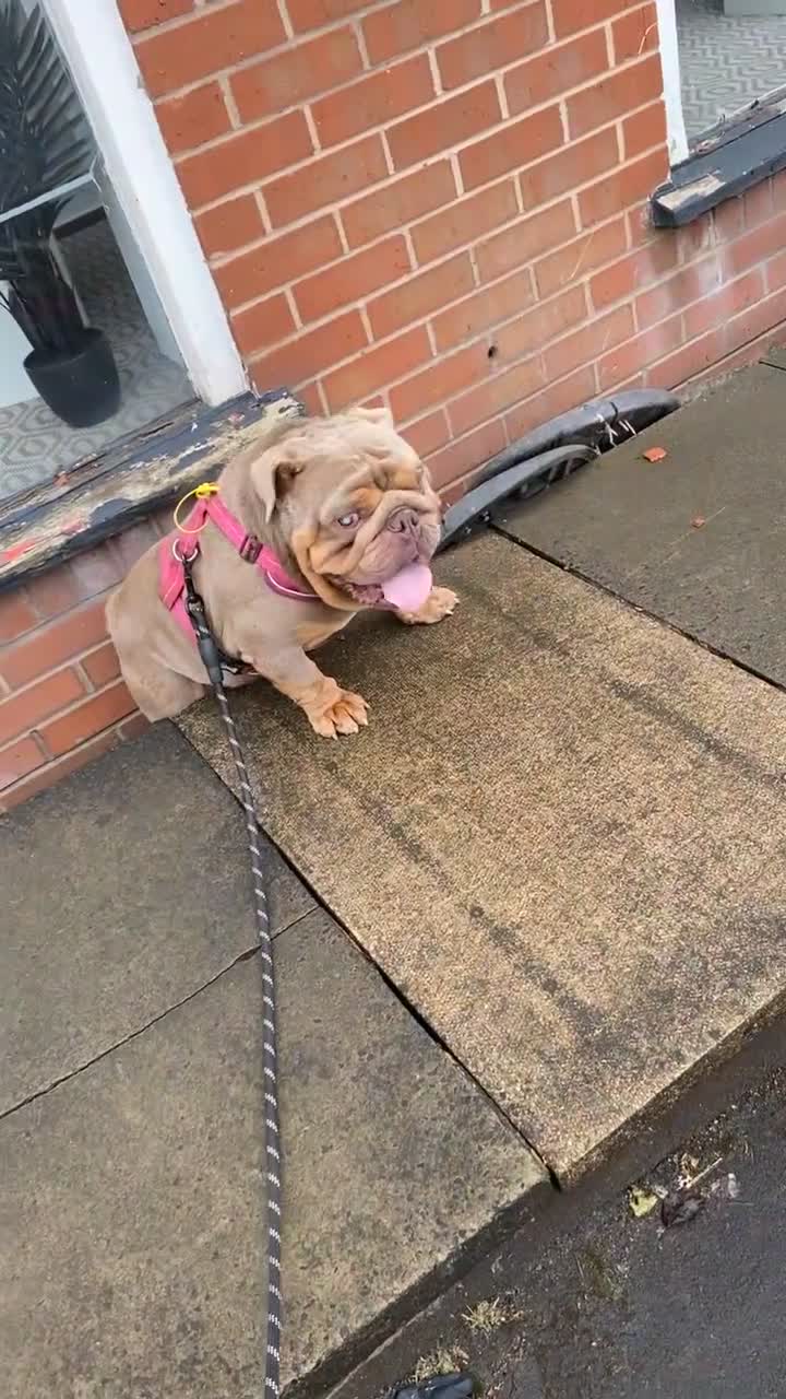 English Bulldog dogs for sale: 2 year old male bulldog  in Accrington - Video 3