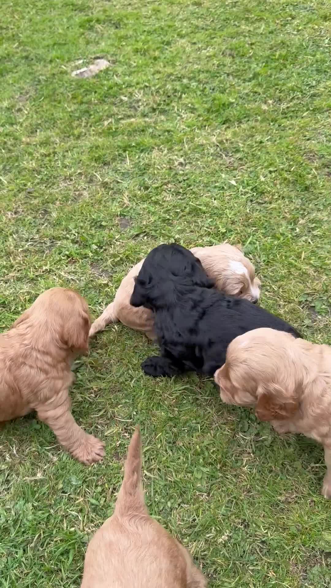 Cockapoo dogs for sale: F1 show line cockapoo puppies - Video 1