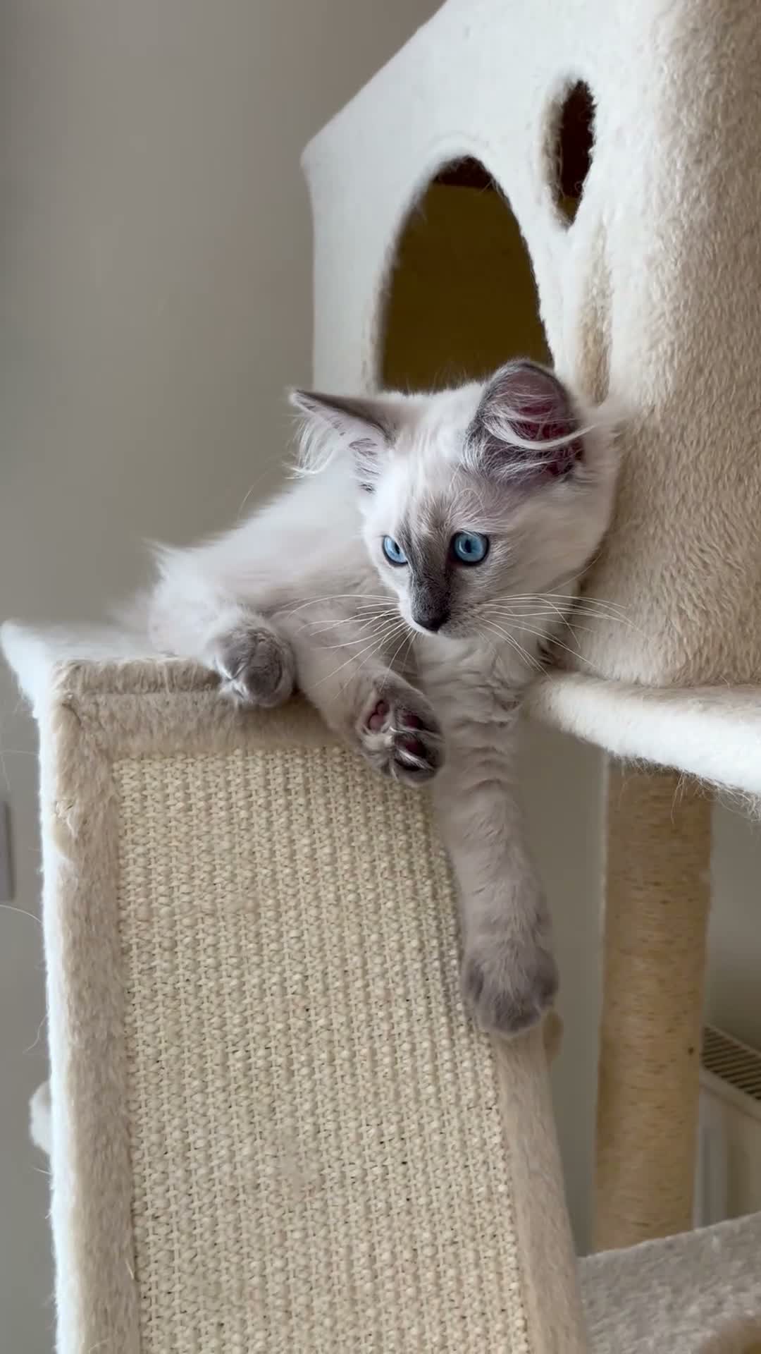 Ragdoll cats for sale: Pure ragdoll kittens for sale London - Video 2