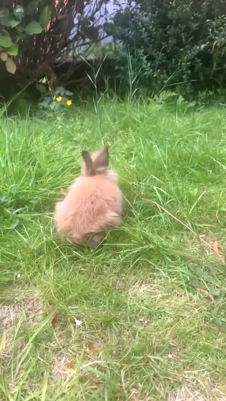 Mini Lop rabbits for sale: Beautiful 5-Month-Old Mini Lop Rabbit in Carlisle - Video 2