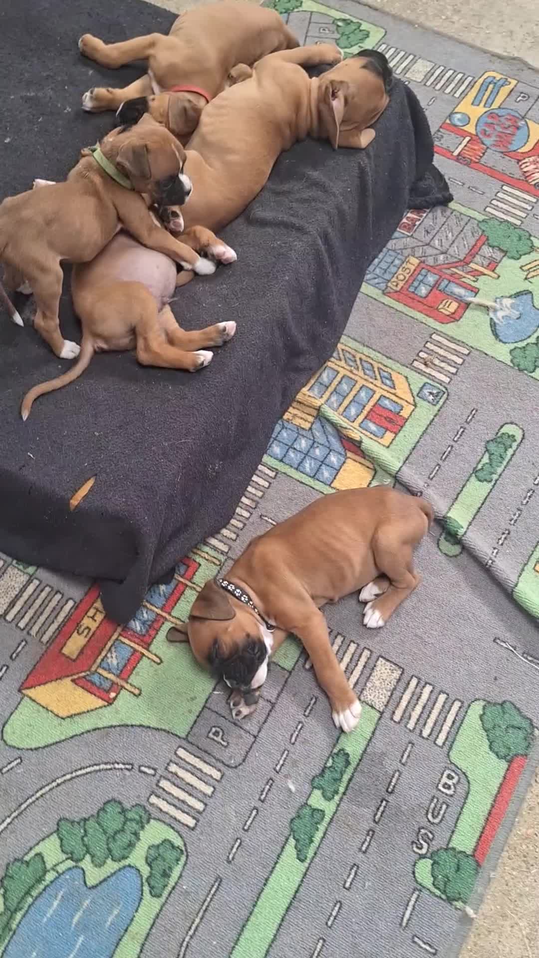 Boxer dogs for sale: Boxer puppies kc registered 5 star council licence - Video 2
