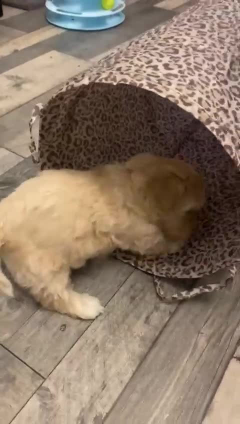 Maltipoo dogs for sale: Stunning F1 Maltipoo Puppies!!! - Video 2