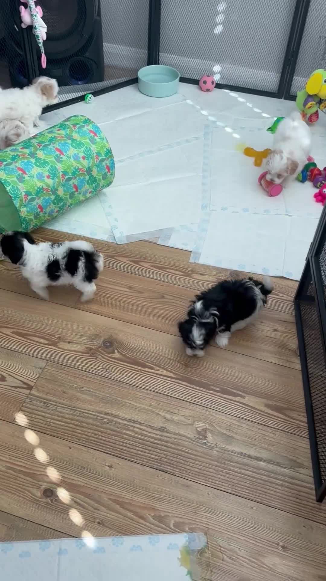 Maltipoo dogs for sale: Beautiful Maltipoo Puppies  - Video 2