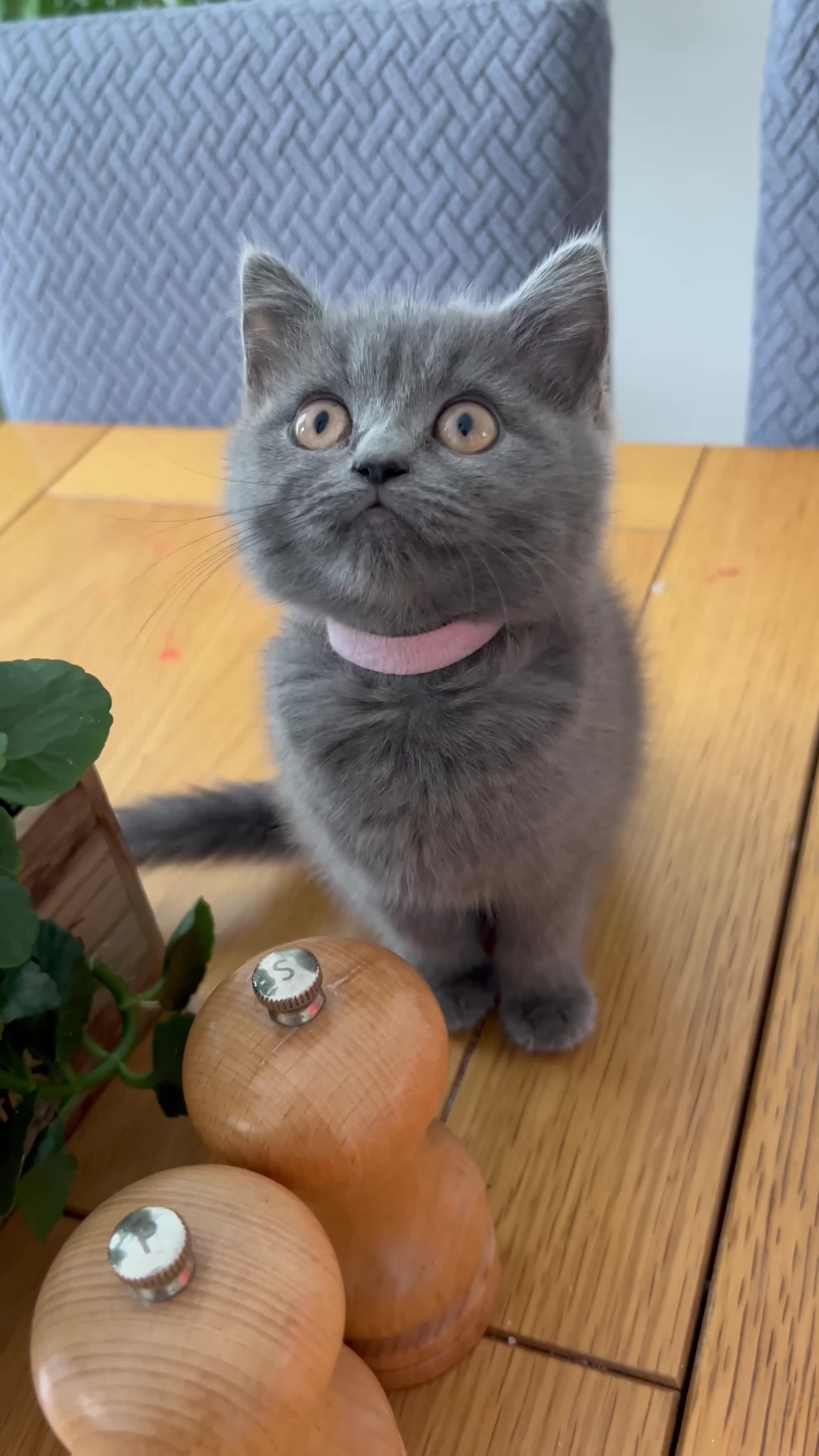 British Shorthair cats for sale: beautiful BSH girl (one girl left)  - Video 1