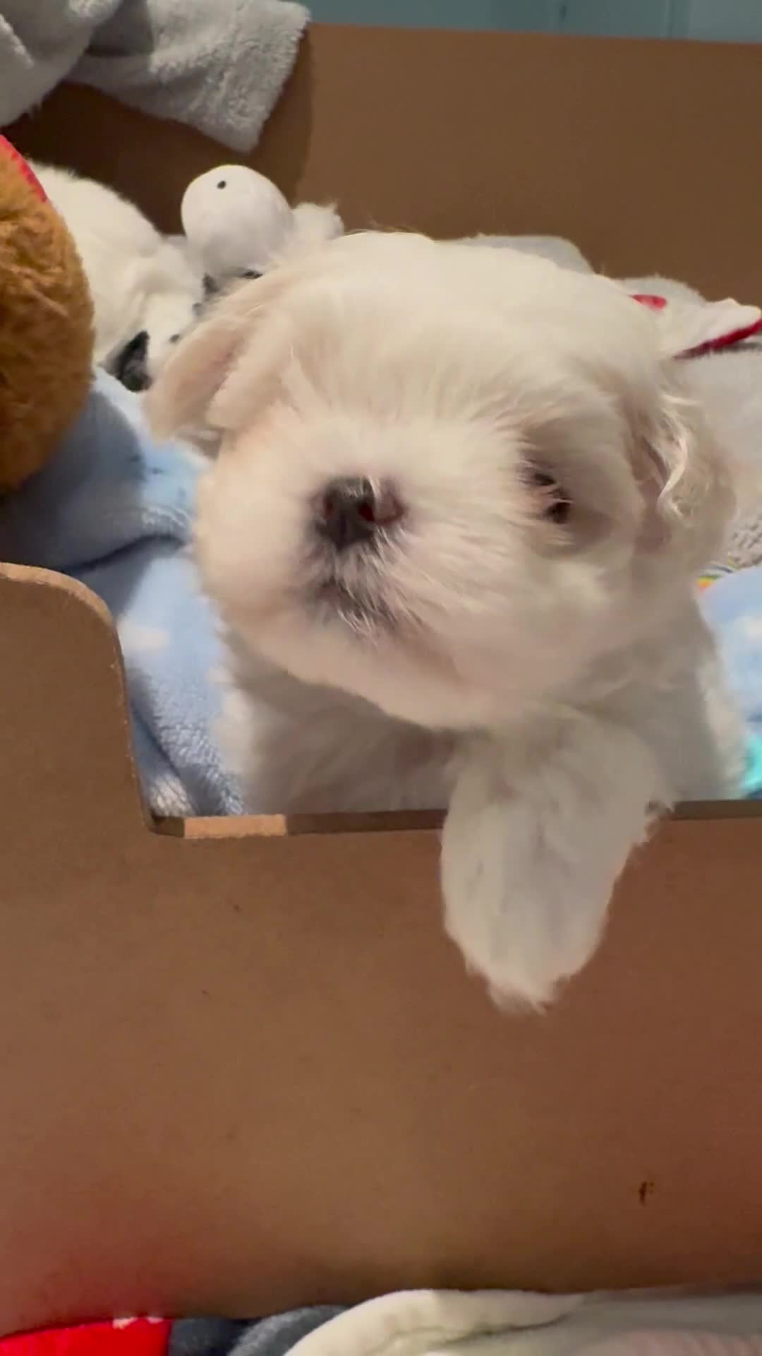 Maltese dogs for sale: Korean Maltese - 2 boys available  - Video 1