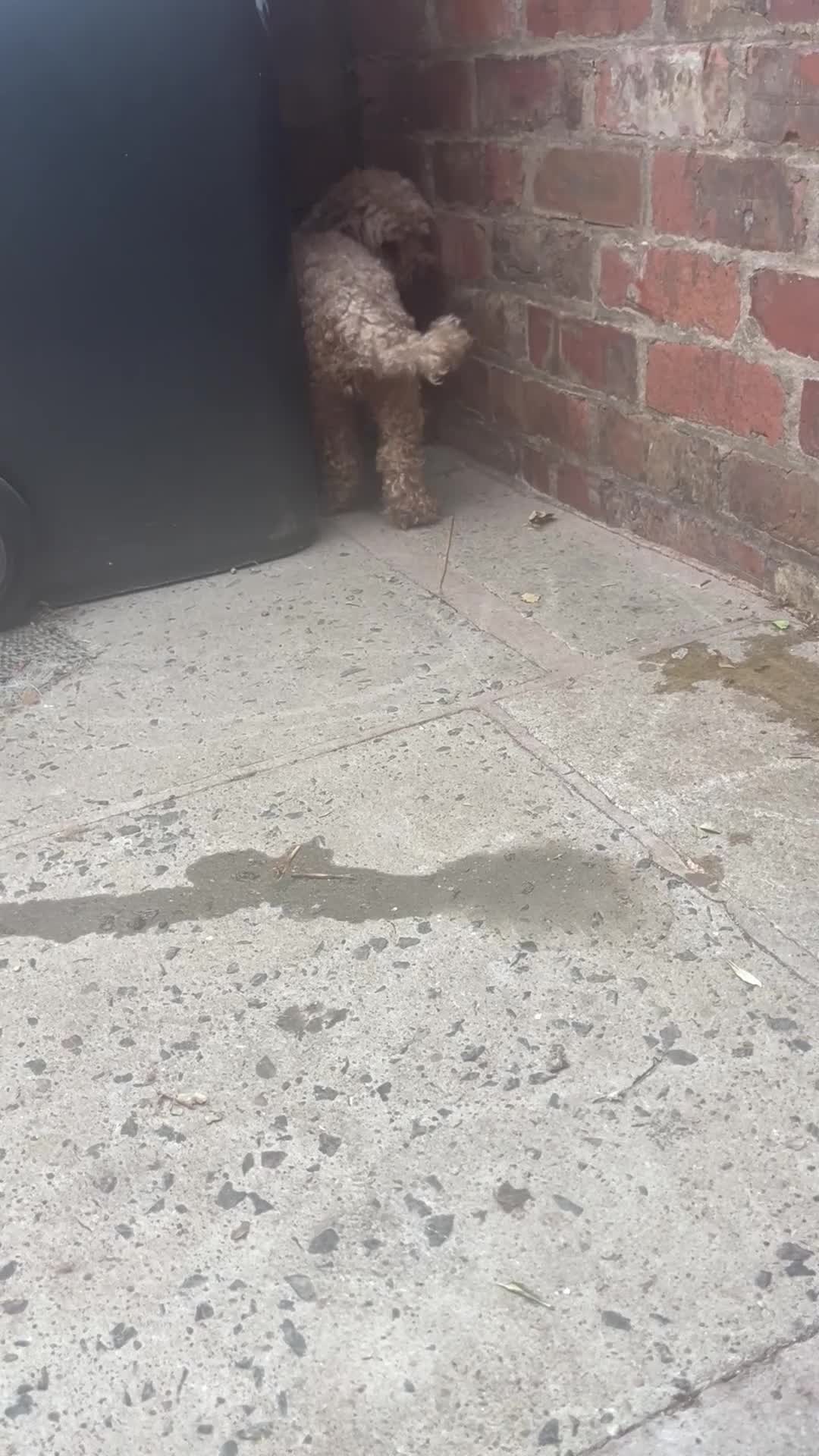 Toy Poodle dogs for sale: 2 beautiful high quality toy poodles  in Wilmslow - Video 1