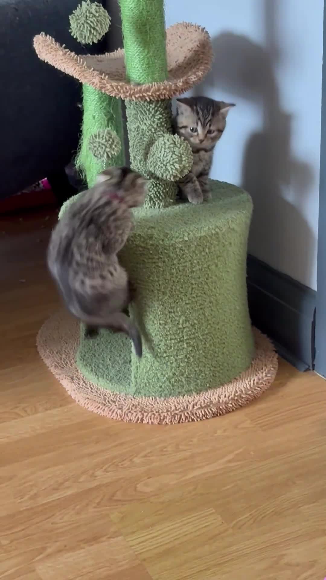 British Shorthair cats for sale: 6 Gorgeous British Shorthairs for sale  - Video 2