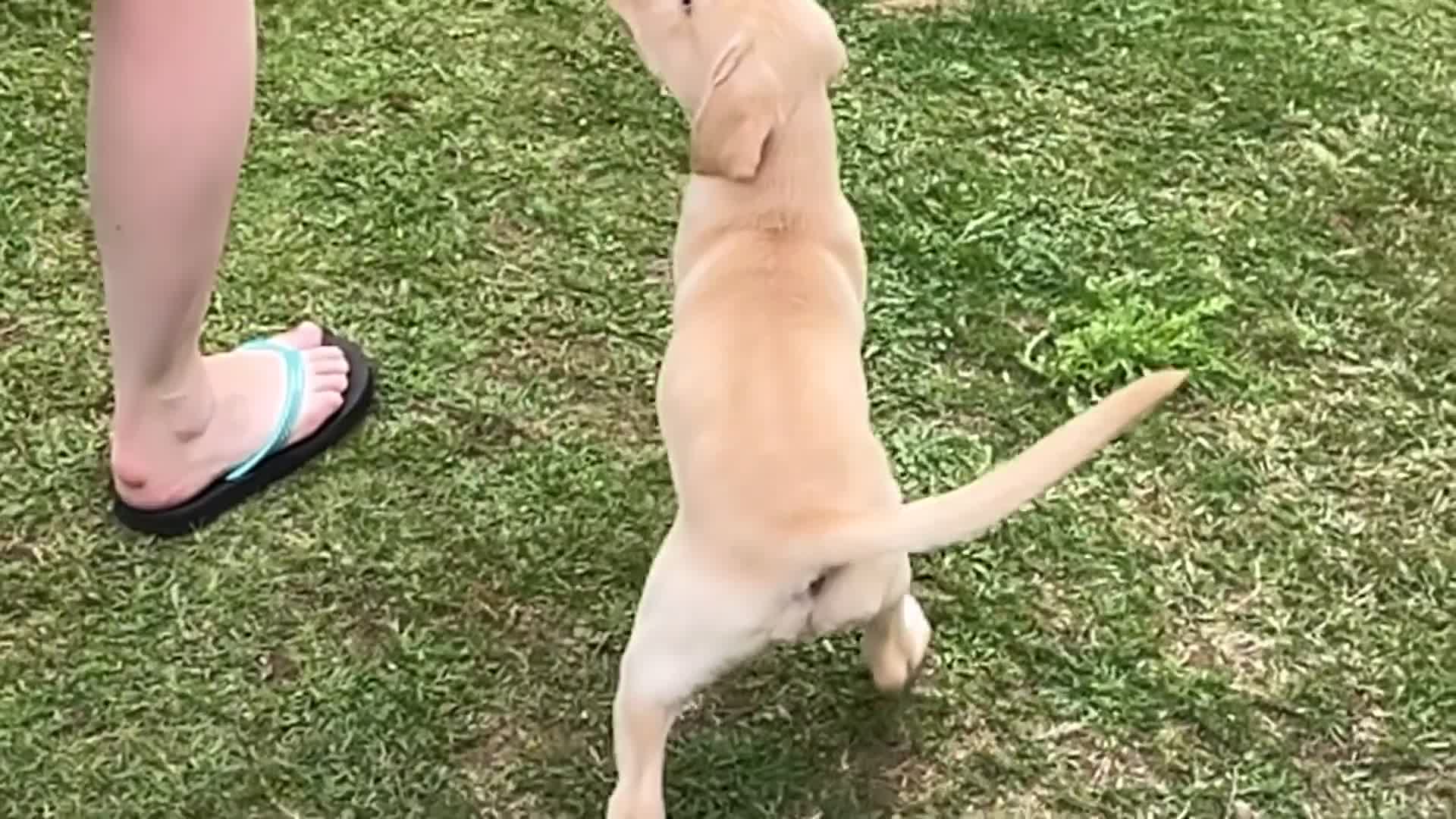 Labrador Retriever dogs for sale: Confident, Clever KC Labrador Puppy - Video 1