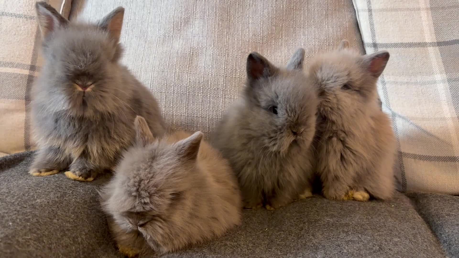 Lionhead rabbits for sale: Double mane lion head baby bunnies for sale  - Video 1