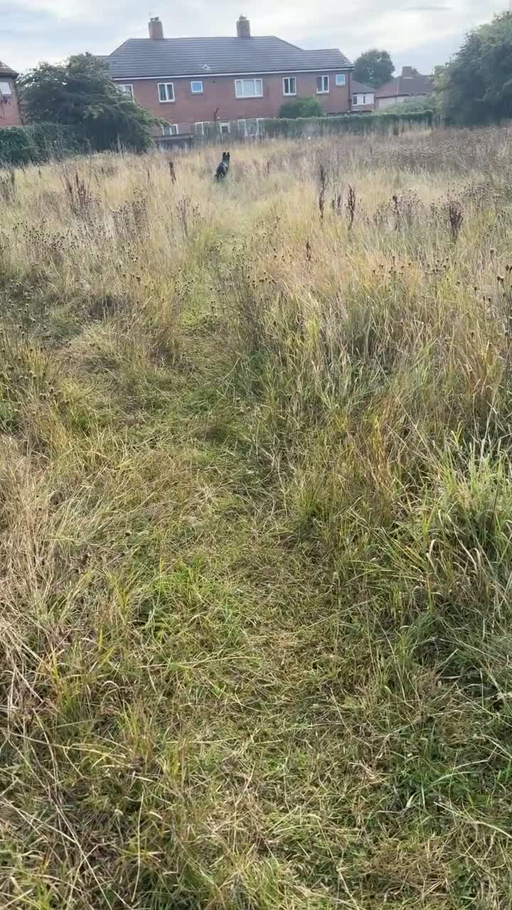 Borador dogs for sale: Lab mix collie  - Video 1