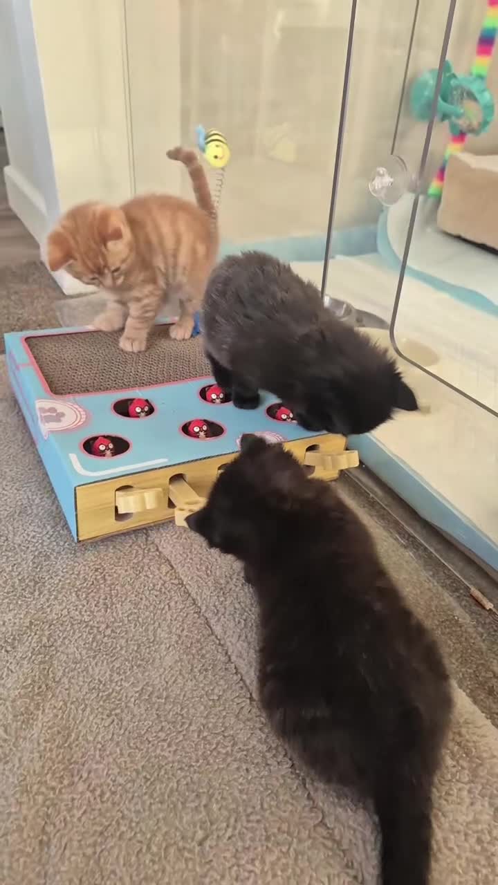 Mixed Breed cats for sale: 🖤🧡 SUPER FRIENDLY KITTENS 🧡🖤 - Video 1