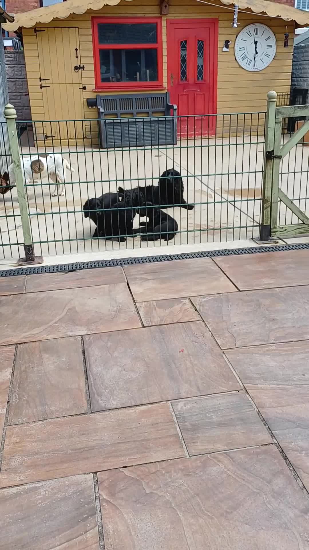 Cocker Spaniel dogs for sale: 1 MALE  AVAILABLE  COCKER PUPS  - Video 3