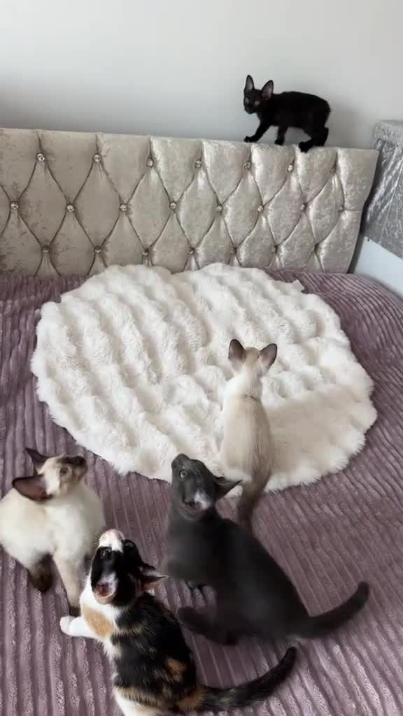 Cornish Rex cats for sale: 🐾 last Girl Left – BSH x Cornish Rex Kitten 🐾 in London - Video 3