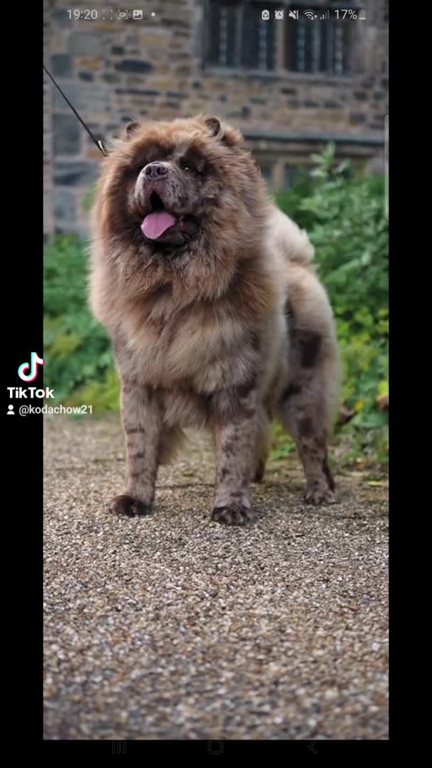 Chow Chow dogs for stud: Chocolate Split faced Merle Chow Chow Stud in Accrington - Video 5
