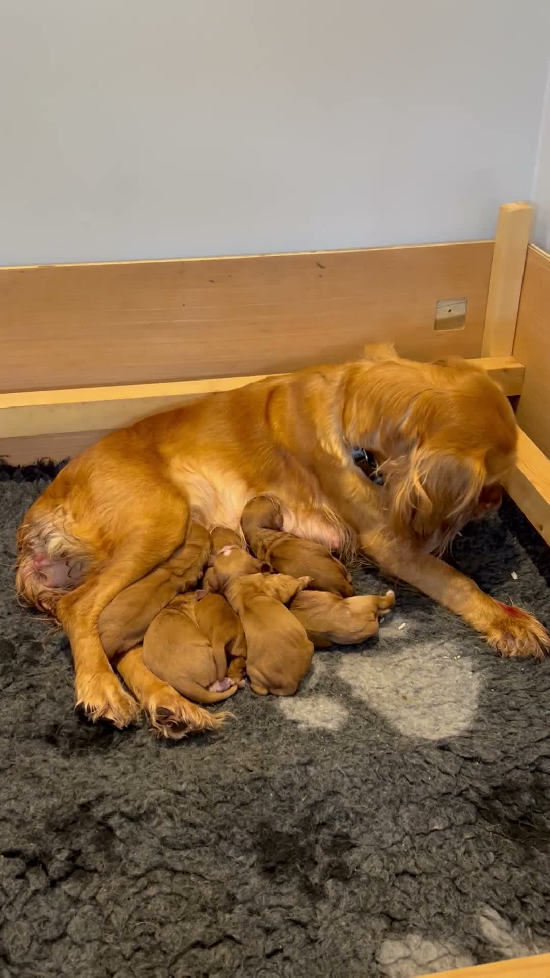 Cocker Spaniel dogs for sale: Working cocker spaniel puppies - Video 1