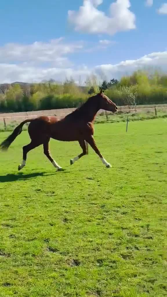 British Warmblood horses for sale: Romeo Quality Rising 3-Year-Old Gelding  - Video 4