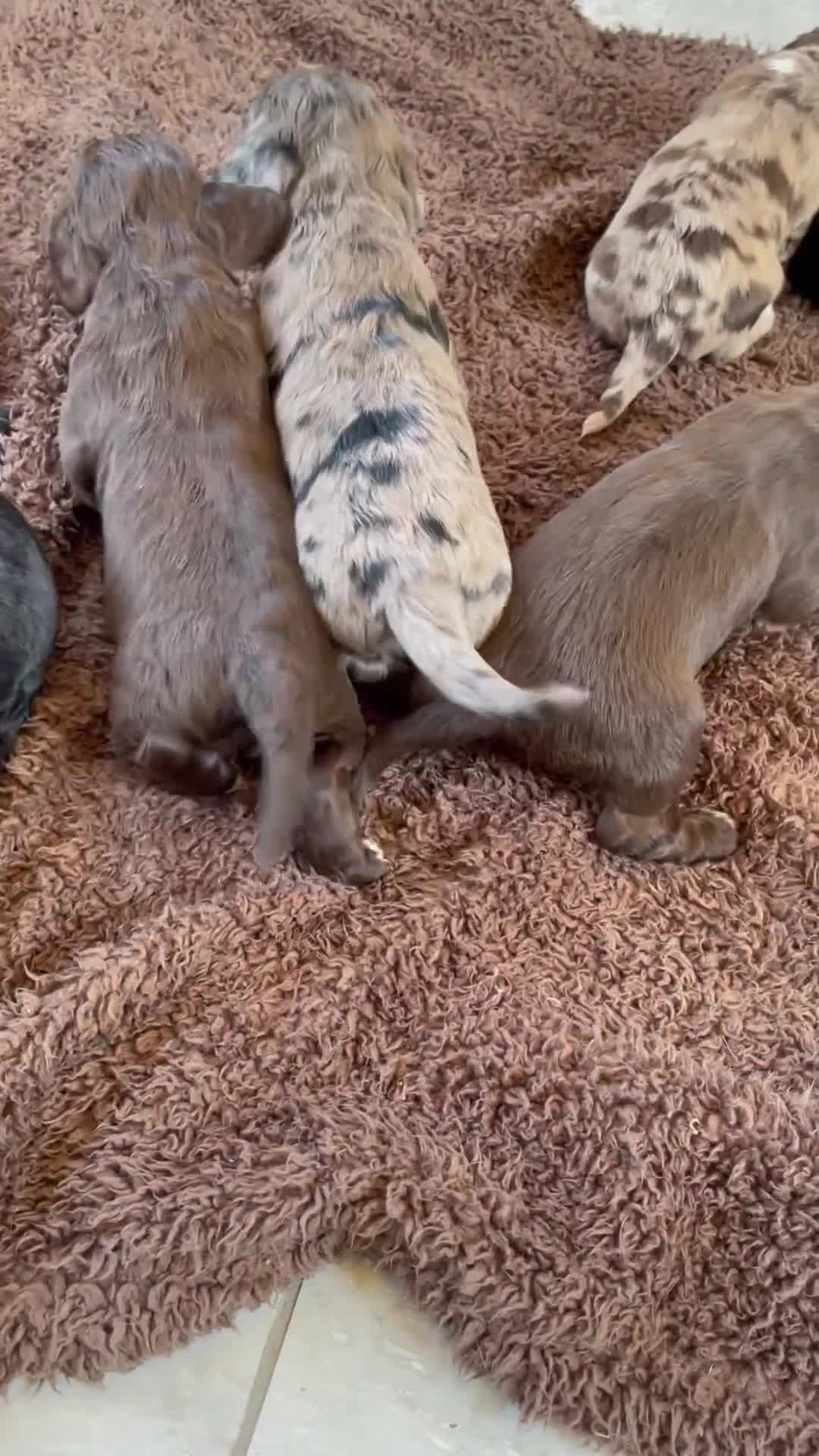 Cocker Spaniel dogs for sale: WORKING COCKER SPANIEL PUPS READY 26TH MAY - Video 1