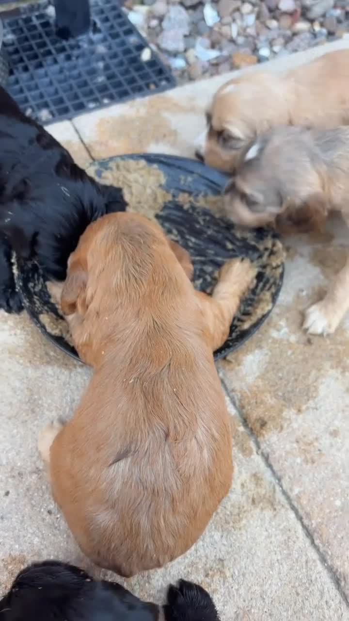 Mixed Breed dogs for sale: Sprockerpoo Puppies  - Video 2