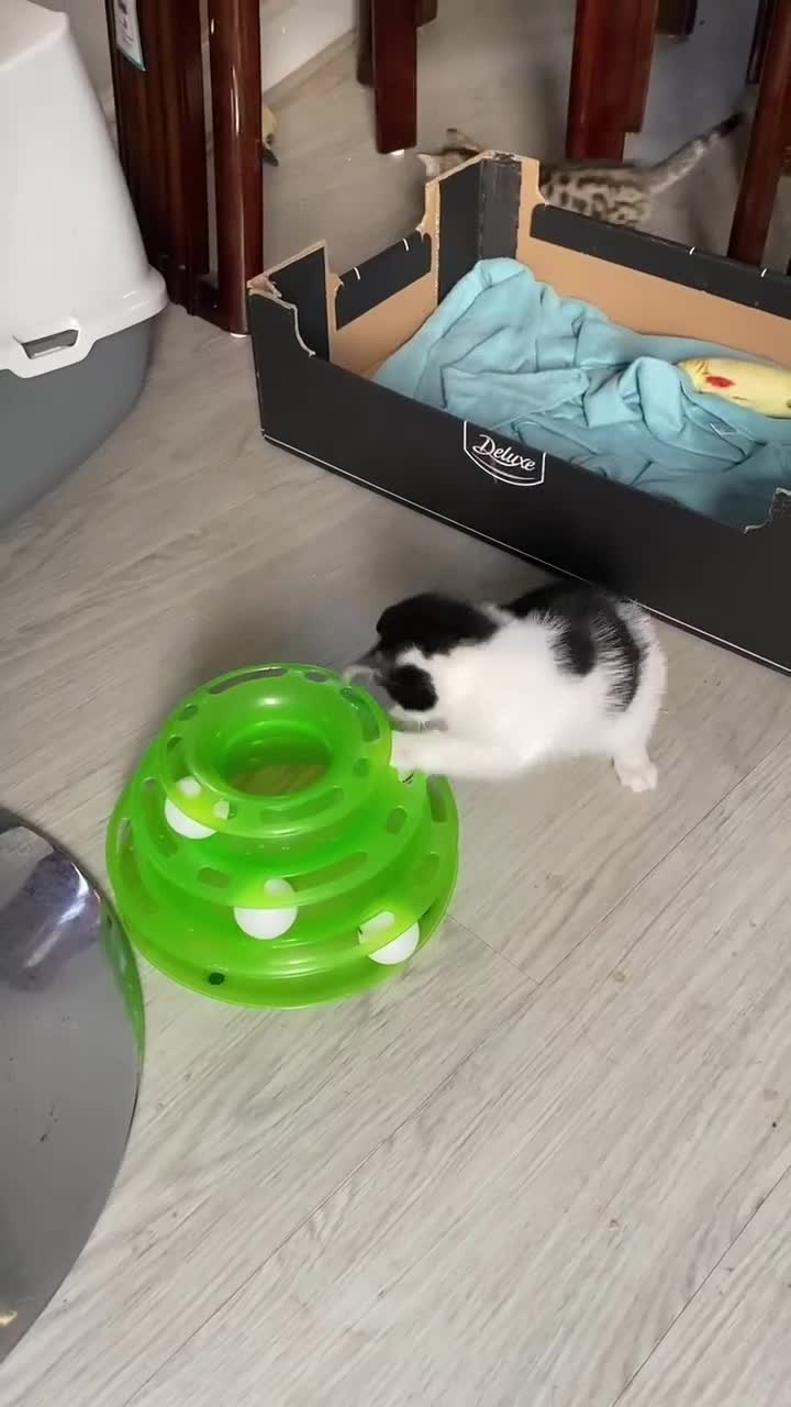 Mixed Breed cats for sale: 2 playful friendly kitten for sale - Video 3