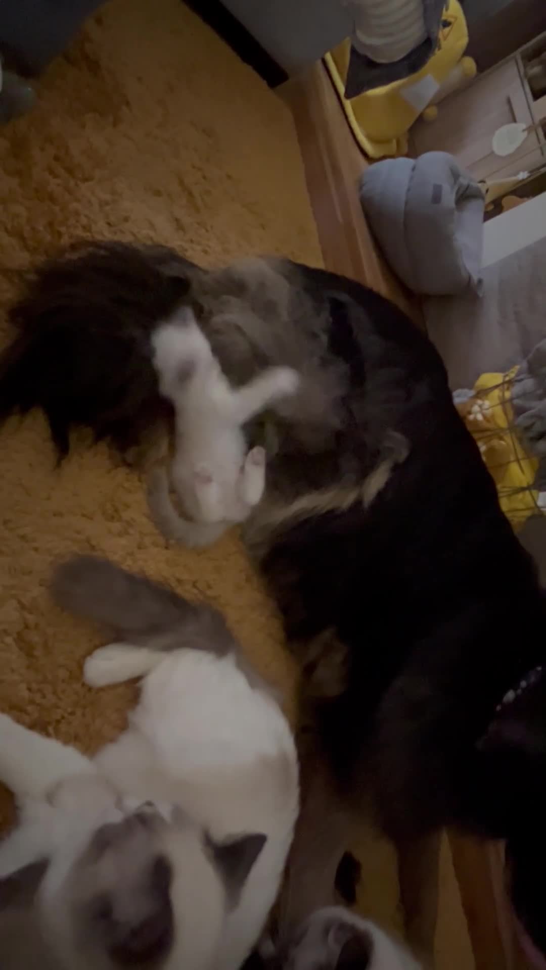 Ragdoll cats for sale: 😻READY NOW RAGDOLL KITTENS BI COLOUR/LYNX 😻 - Video 1