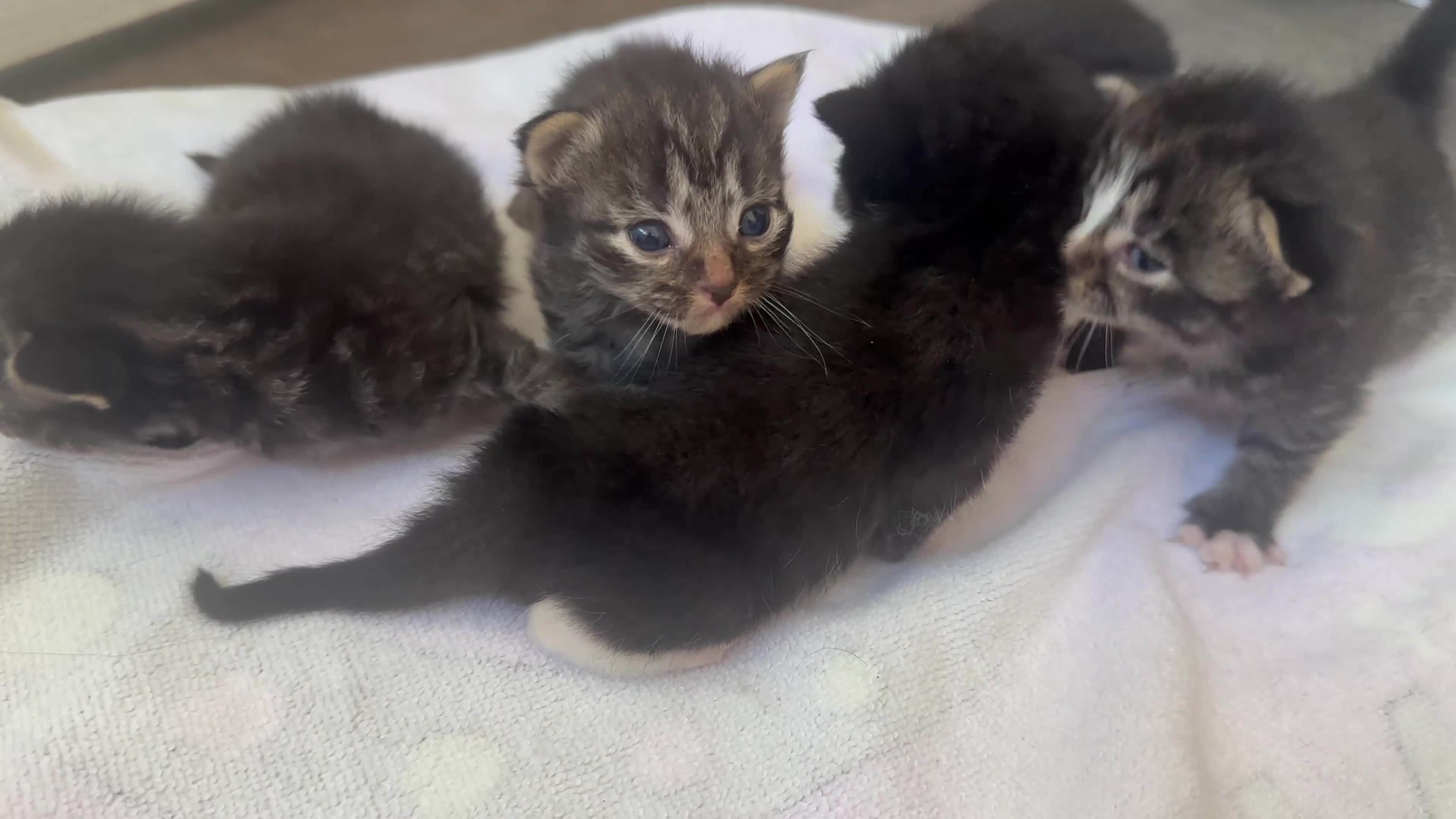 Mixed Breed cats for sale: Kitten ready 4th September ! - Video 1