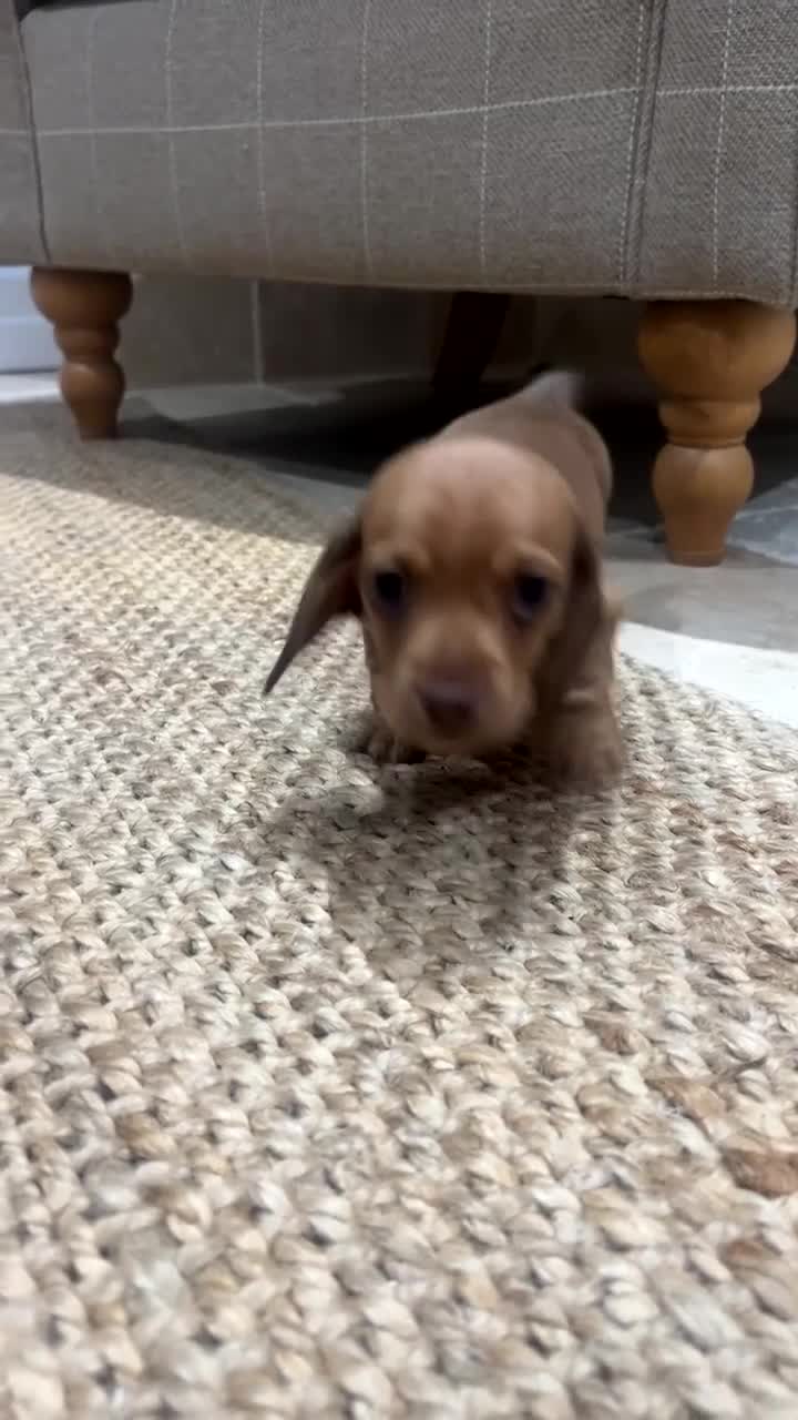 Dachshund dogs for sale: READY NOW OUTSTANDING PUPPIES  - Video 2