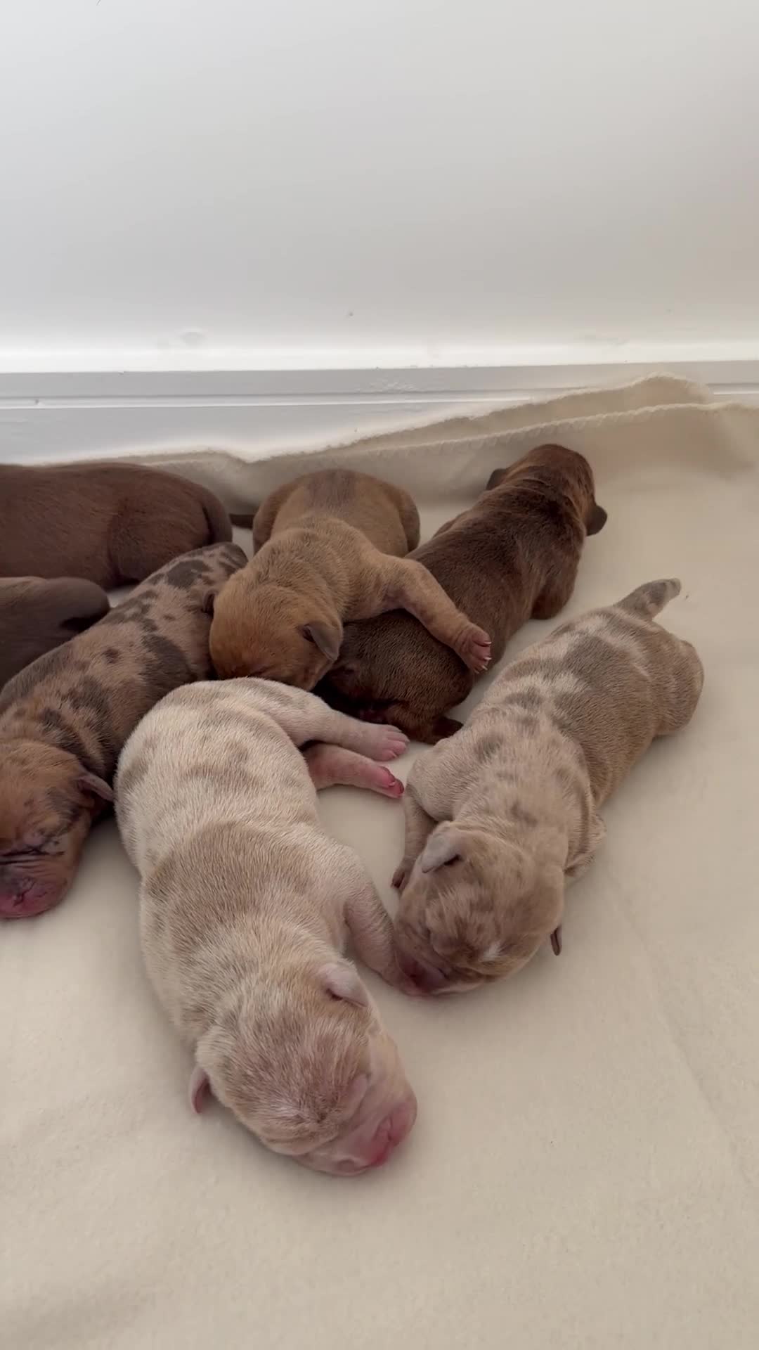 Mixed Breed dogs for sale: Cane corso X staffy X American bulldog  in Malmesbury - Video 1