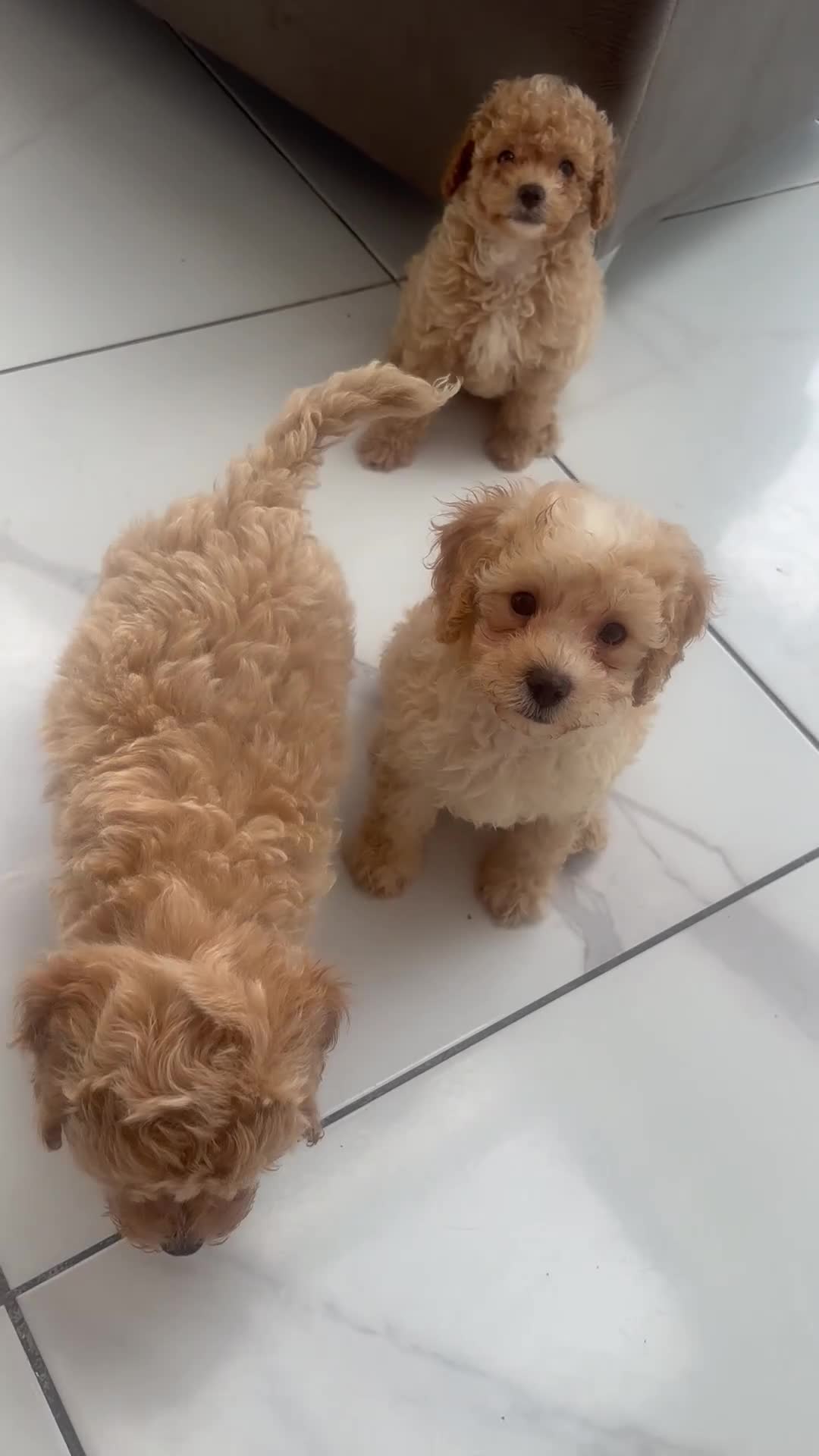 Cavapoo dogs for sale: Ready to leave - Beautiful Cavapoo Puppies - Video 1