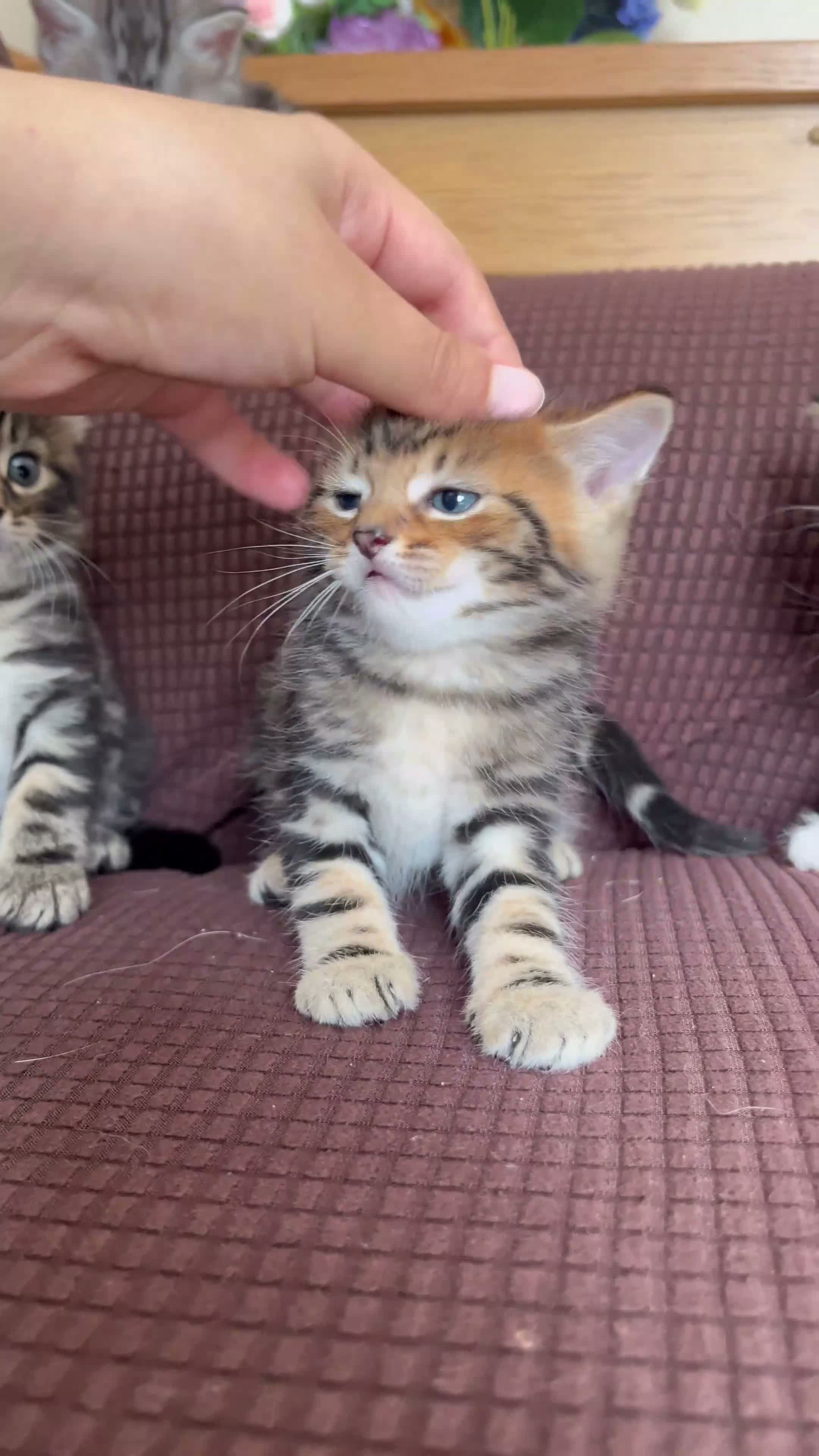 Mixed Breed cats for sale: kittens ready to leave now  - Video 3