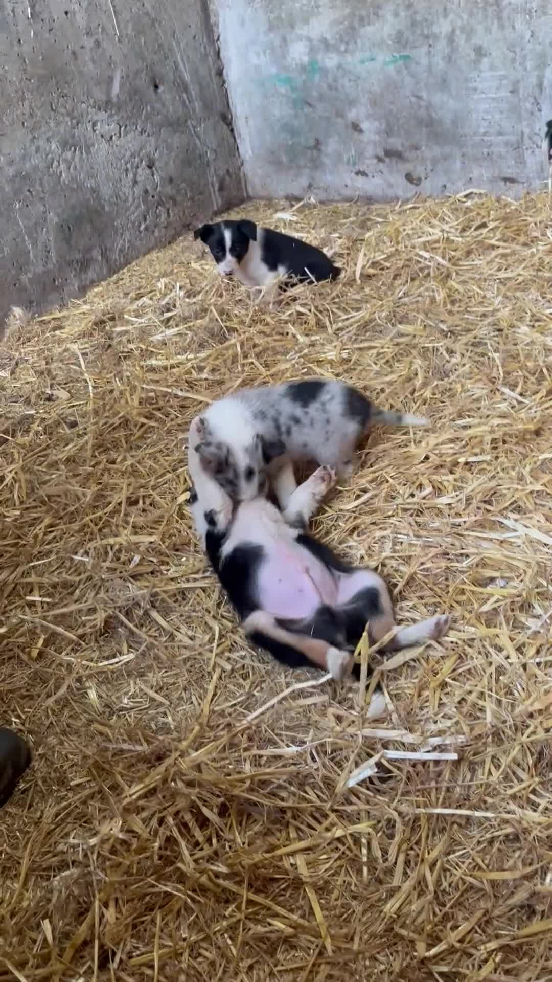 Border Collie dogs for sale: 7 beautiful border collie/ blue merle puppies - Video 2