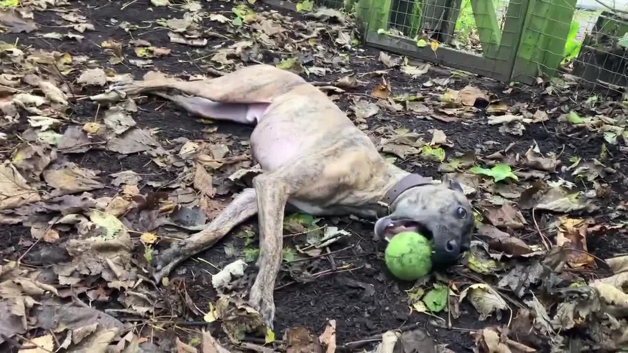 Lurcher dogs for adoption: MAX, little lurcher in rescue in Halifax - Video 2