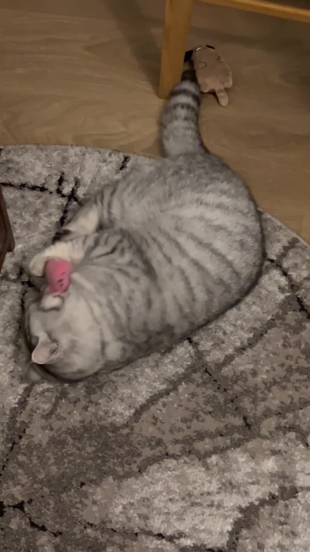 British Longhair cats for sale:     Beautiful Chinchilla x British Shorthair Male  in Letchworth Garden City - Video 1