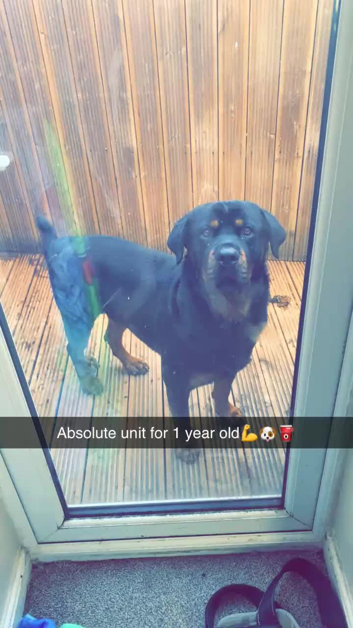 Rottweiler dogs for sale: Rotwiller one year old  in Pontefract - Video 2