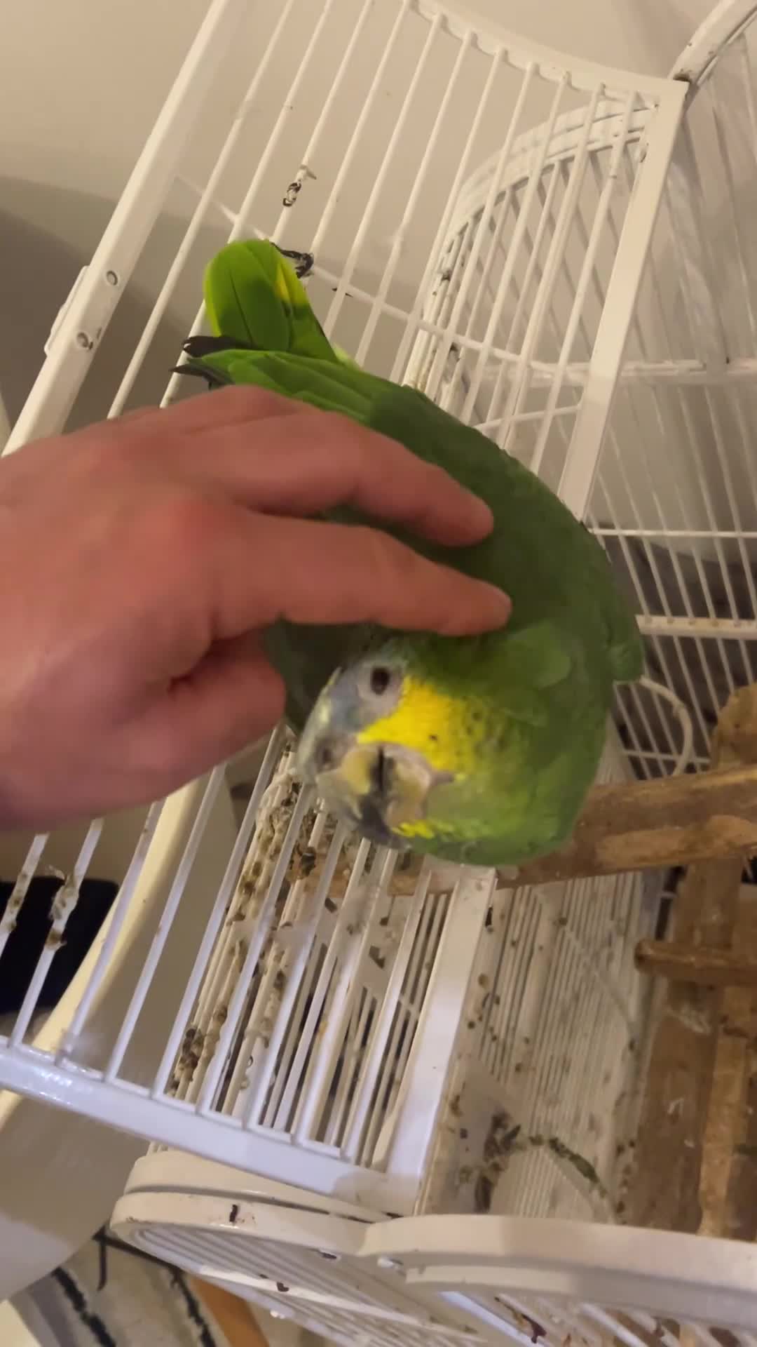 Parrots birds for sale:  Blue-Fronted Amazon Parrot – Calm & Friendly - Video 1