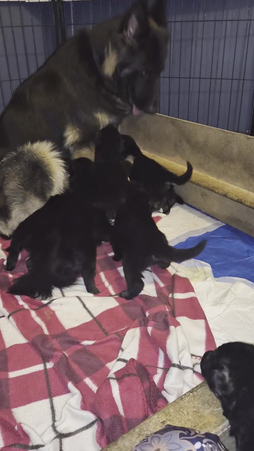 German Shepherd dogs for sale: German Shepherd Puppies Home Bred - Video 2