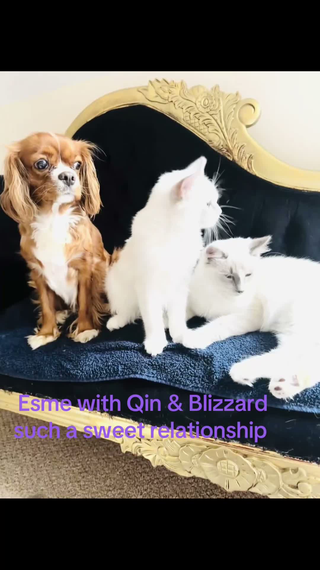 Ragdoll cats for sale: GCCF Registered Ragdolls - Video 1