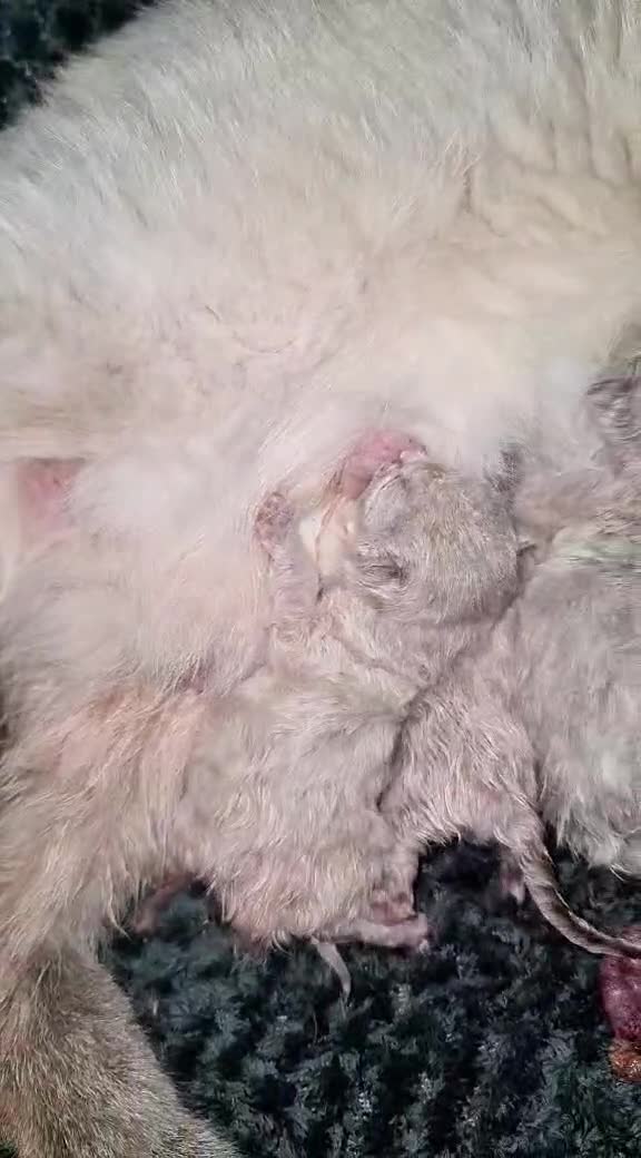 British Shorthair cats for sale: Blue point bsh babies 👶 - Video 1