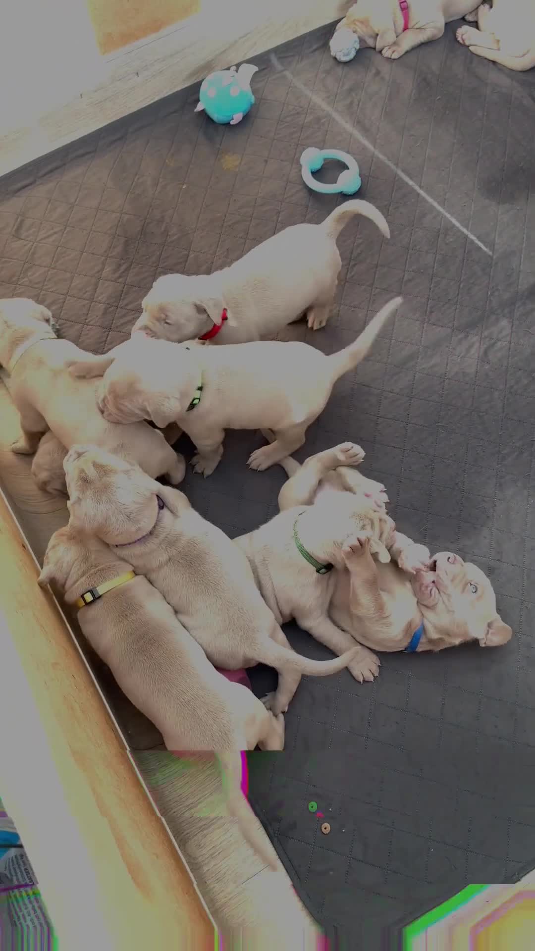 Mastiff dogs for sale: Neapolitan x Cane Corso Mix - Video 2